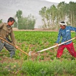 BAMYAN PROVINCE, Afghanistan - Two farmers tend to a potato field near the town of Bamyan June 16, 2012. Many farms in the area are still planted and harvested entirely by hand. The Bamyan Provincial Reconstruction Team has been labouring to replace these kinds of outdated farming techniques with mechanization (tractors) and other modern advancements. Potatoes have become the main cash crop for the province, contributing millions of dollars to its economy every year. (U.S. Army photo by Sgt. Ken Scar, 7th Mobile Public Affairs Detachment) - published in Bamyan Province emerges as a model for Afghanistan’s potential by rceast