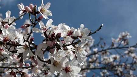 بهار دایکندی با گل های بادام آغاز شد!