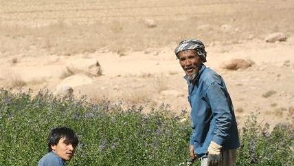 کشاورزان، آنانی که خشخاش کشت نمی کنند و مورد عنایت دولت نیستند