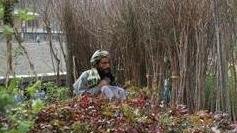 کشاورز: نهال، گُل