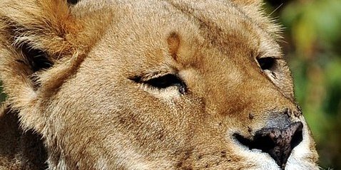 باغ وحش کابل: حیواناتی که از دست حیوانات ناطق درمانده اند!