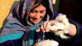 يک زن در دشت برچی شهر کابل از پشم گوسفند تار نخی تيار می کند!