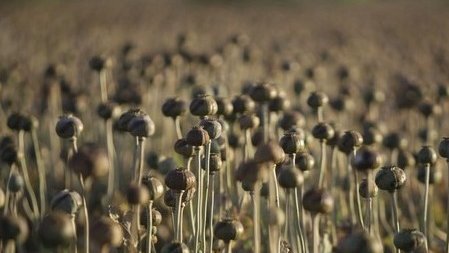 افغانستان؛ افیون و زنبارگی