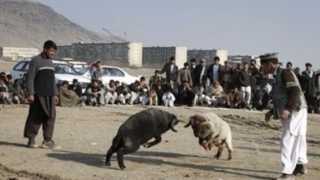 سگ ها، خروس ها و گوسفندان هم از دست این مردم آسایش ندارند!