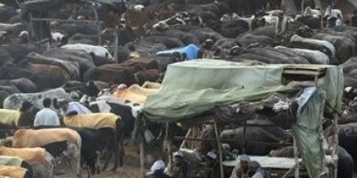 بازار فروش حیوانات و حیواناتی که قرار است در جشن مسلمانان قربانی شوند