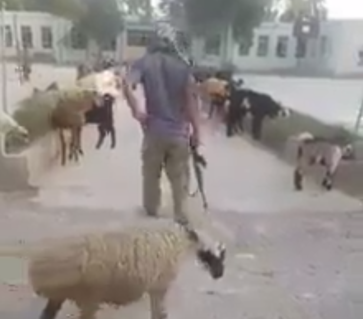 مکتب گوسفندان احمد شاه درانی و صدها معلم خیالی در فراه