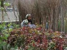 کشاورز: نهال، گُل