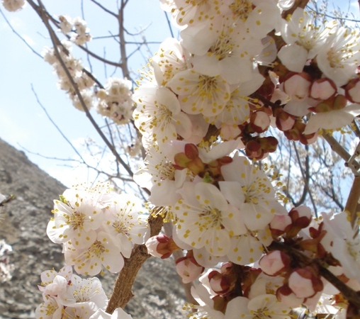 درختان در دایکندی!